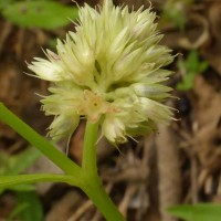 Allmania nodiflora (L.) R.Br. ex Wight